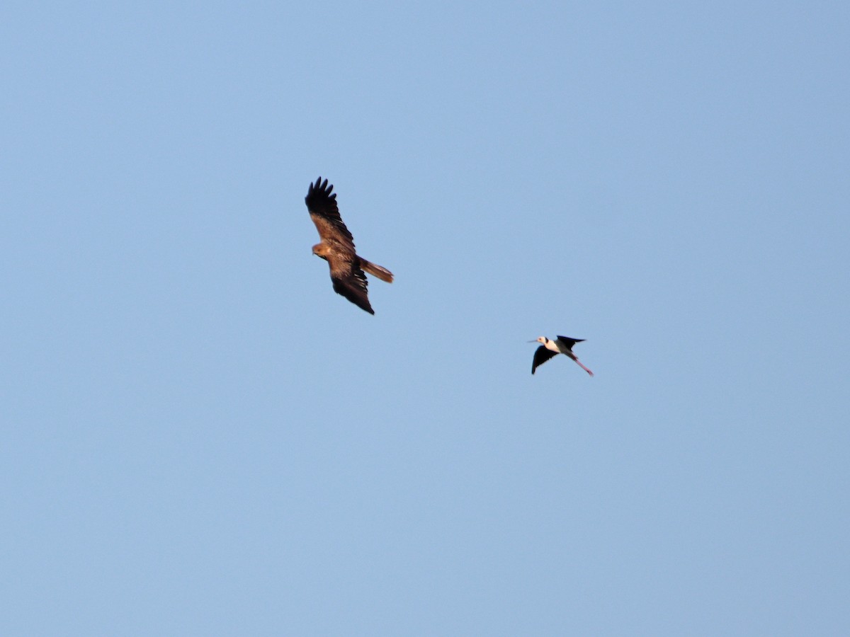 Pied Stilt - ML642902948