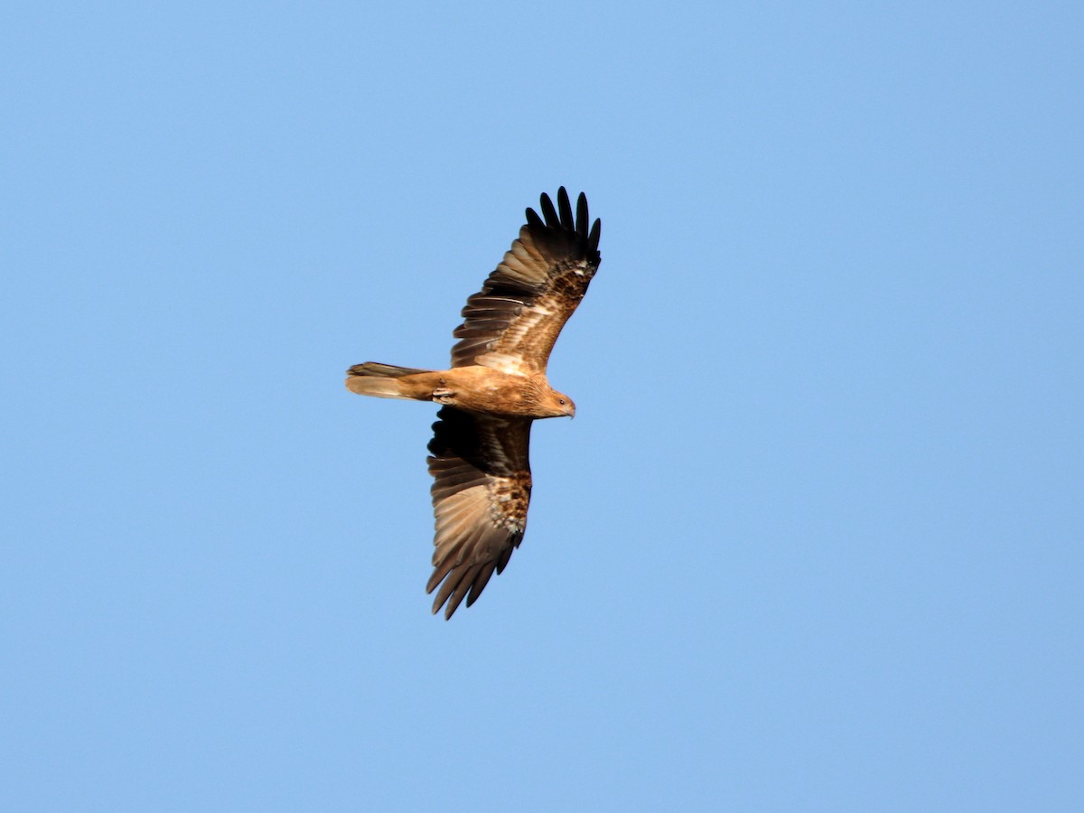 Whistling Kite - ML642902958