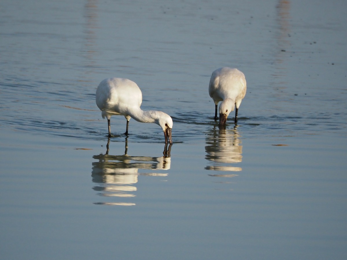 Eurasian Spoonbill - ML642902960