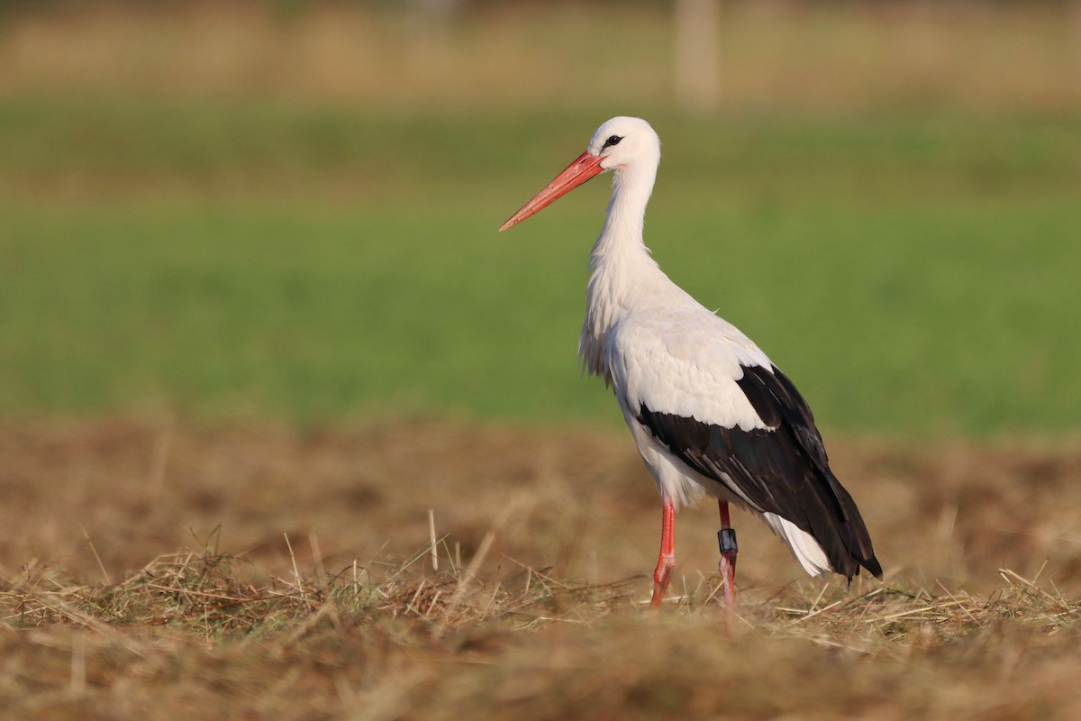 White Stork - ML642902961