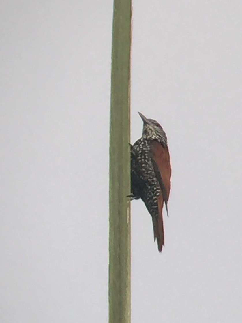 Point-tailed Palmcreeper - ML642902962