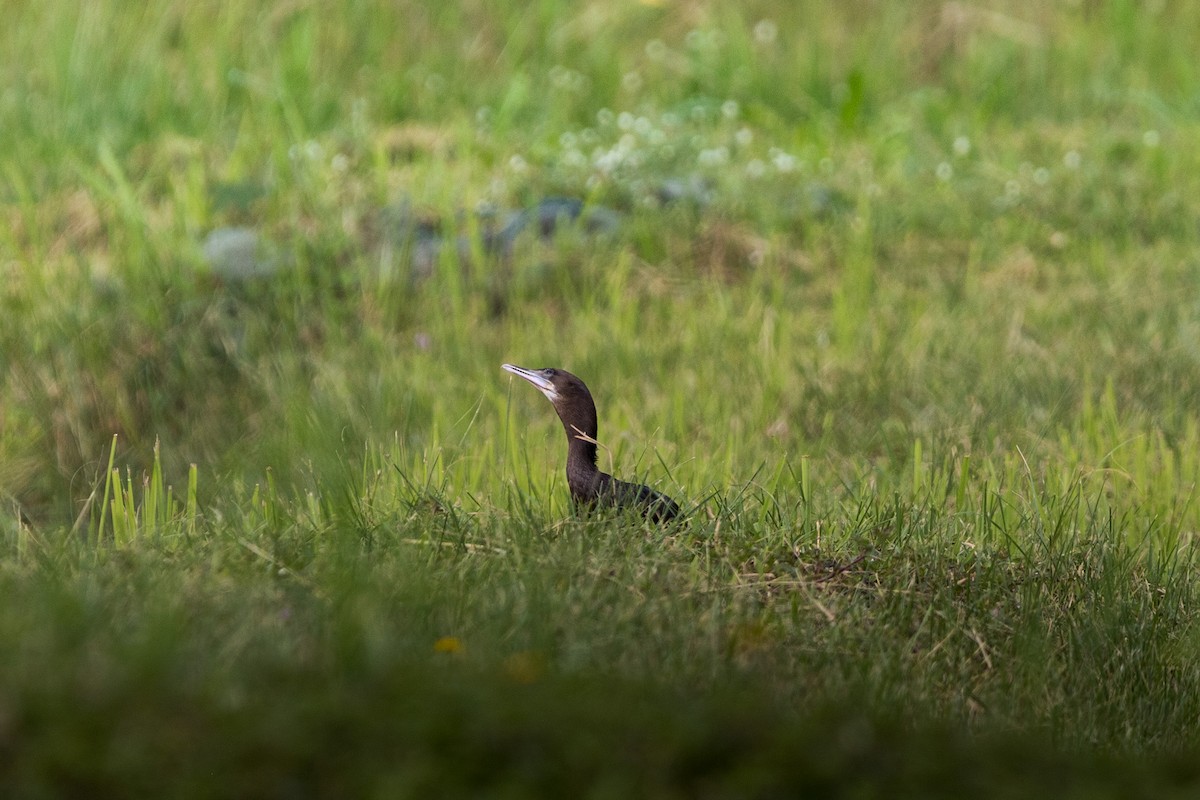 Little Cormorant - ML642902963