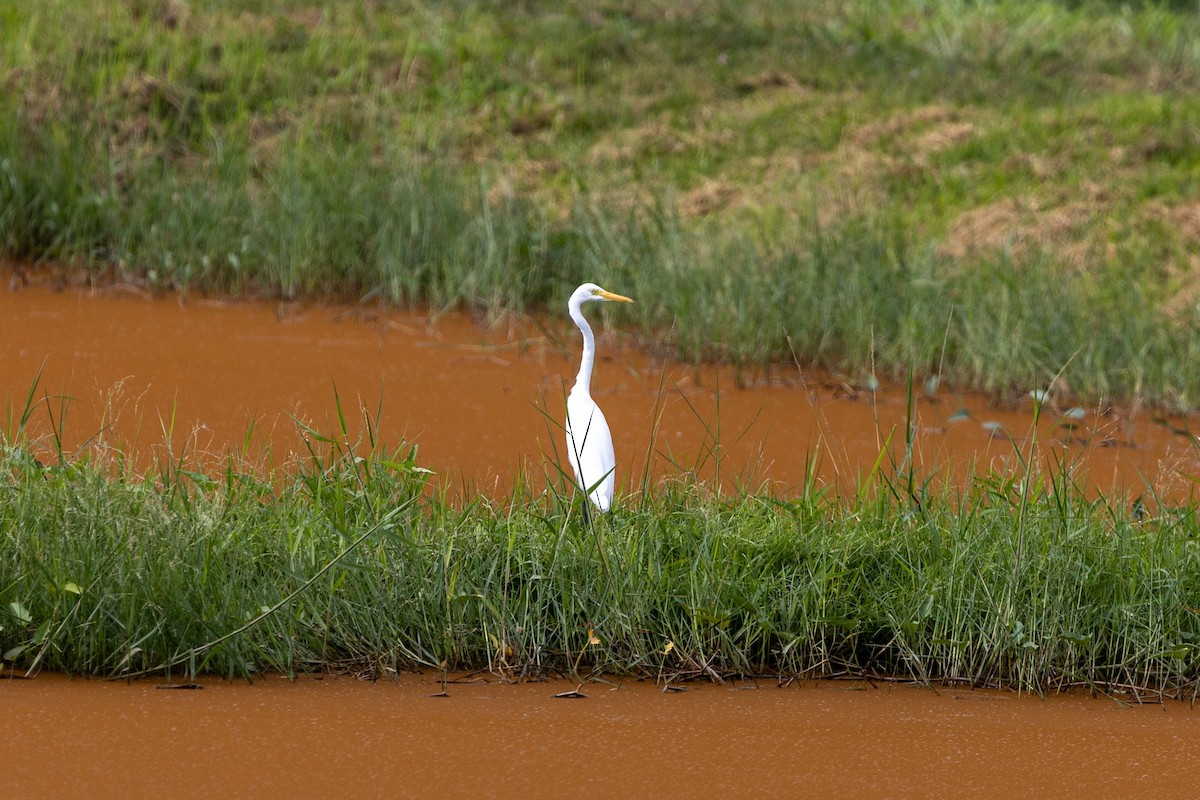 Medium Egret - ML642902965