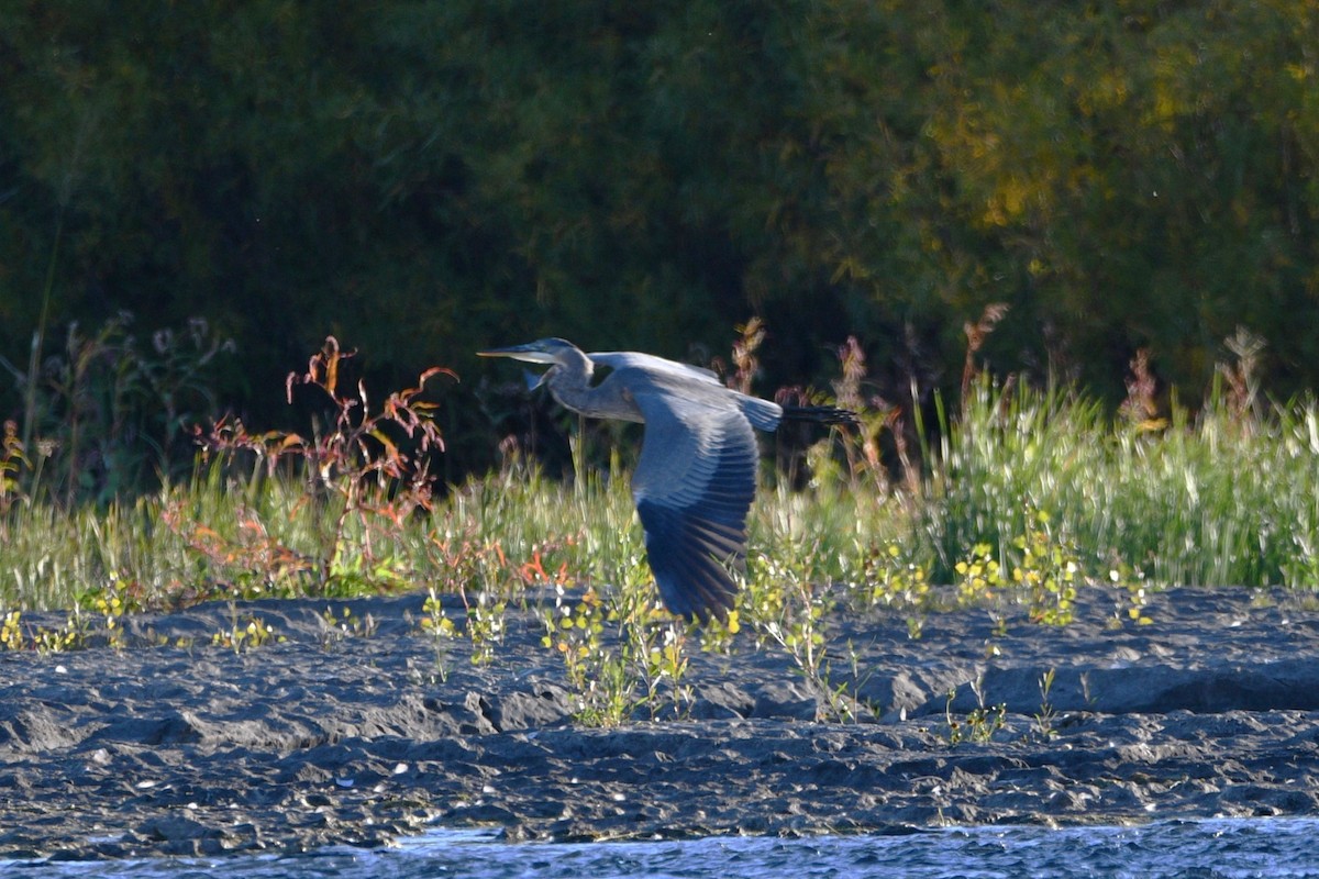 Great Blue Heron - ML642902966