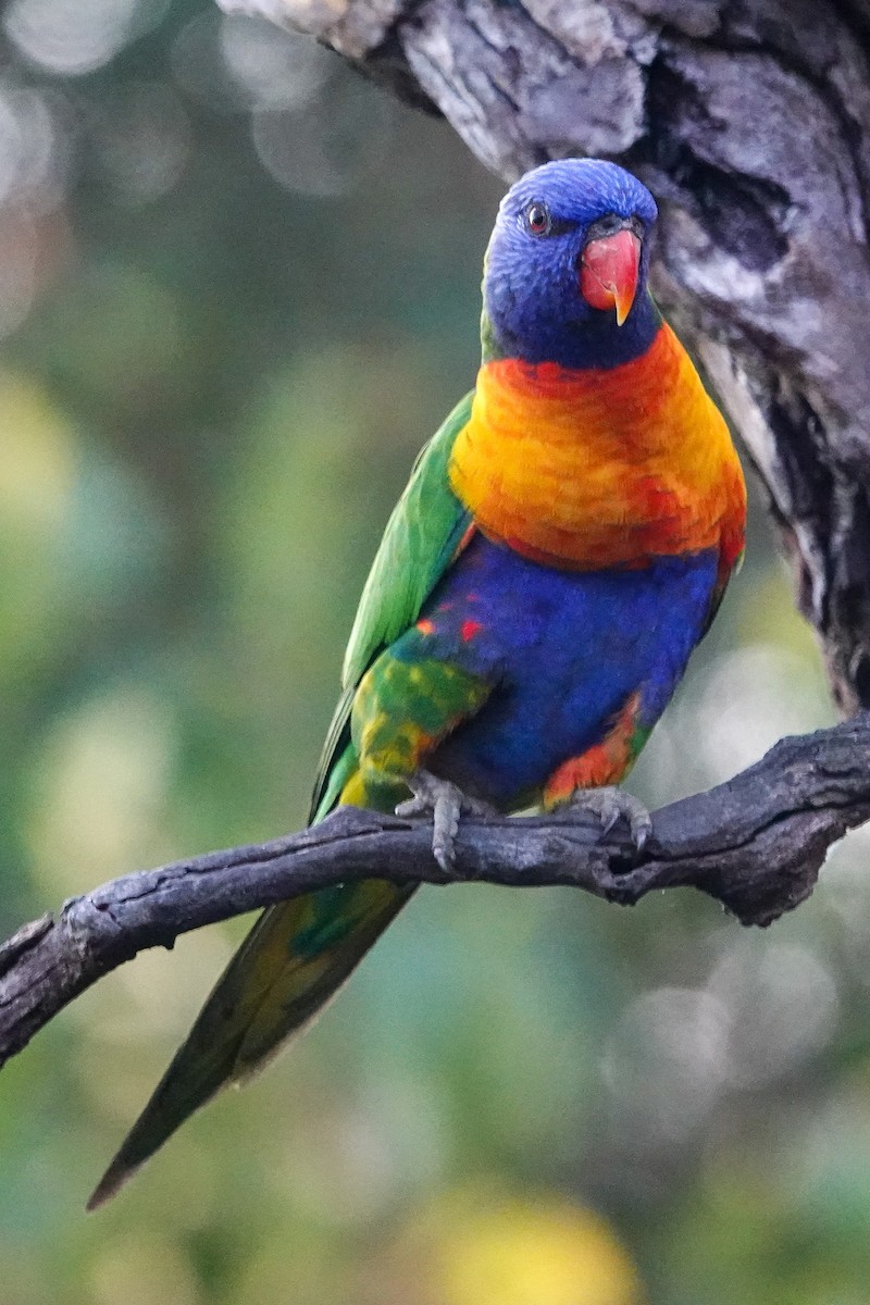 Regenbogenlori - ML642902977
