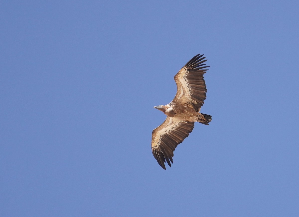 Gänsegeier - ML642902982