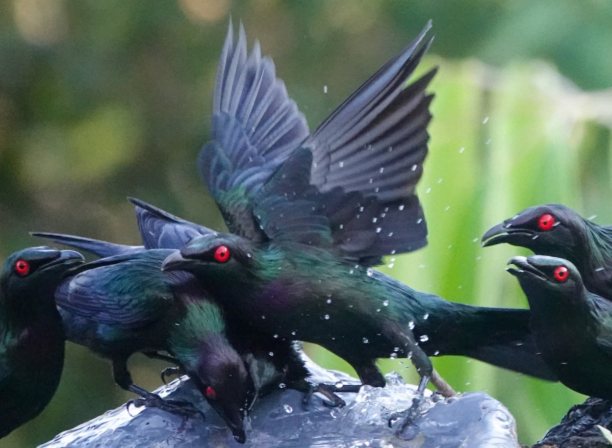 Metallic Starling - ML642902984