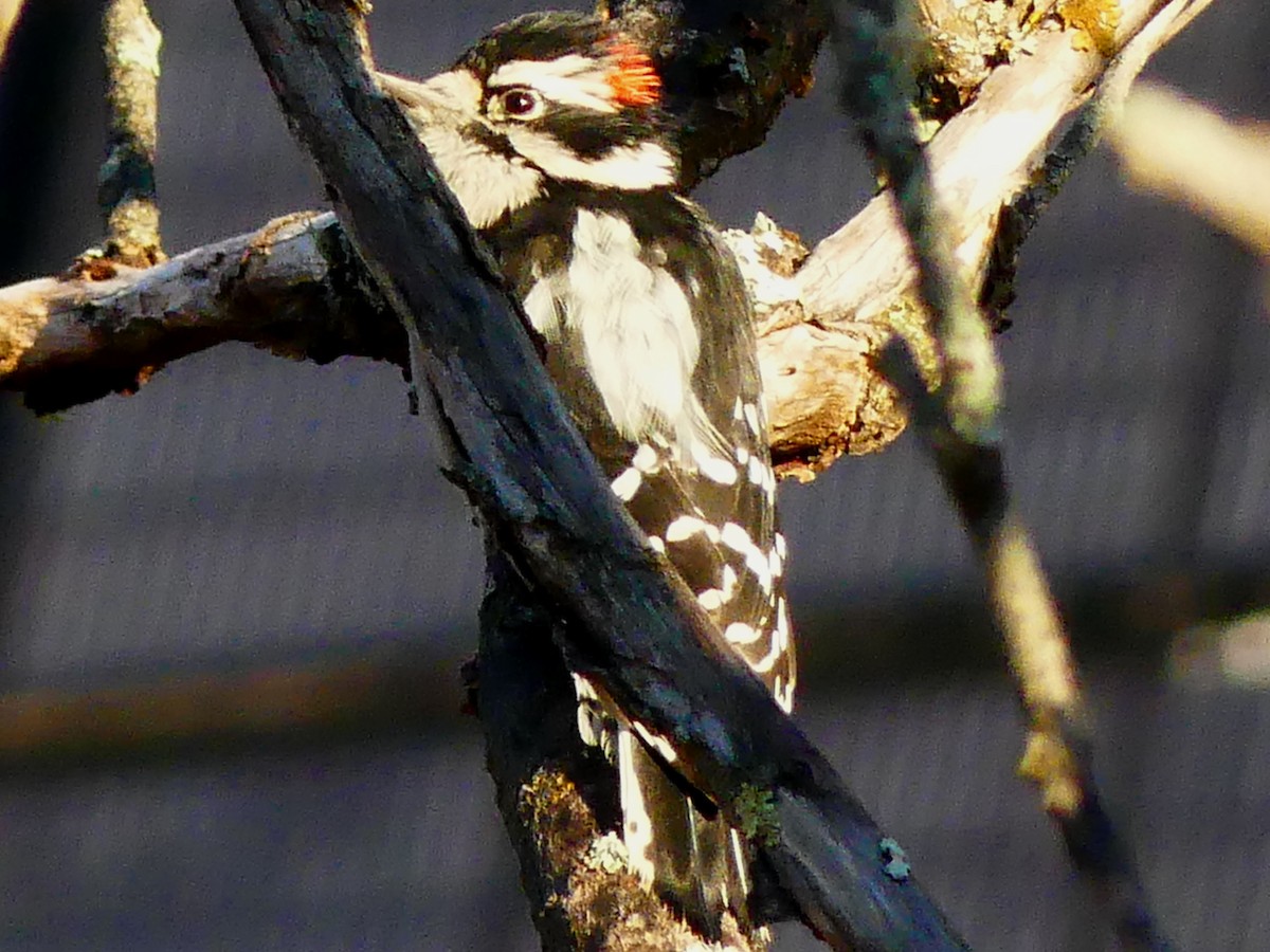 Hairy Woodpecker - ML642903003