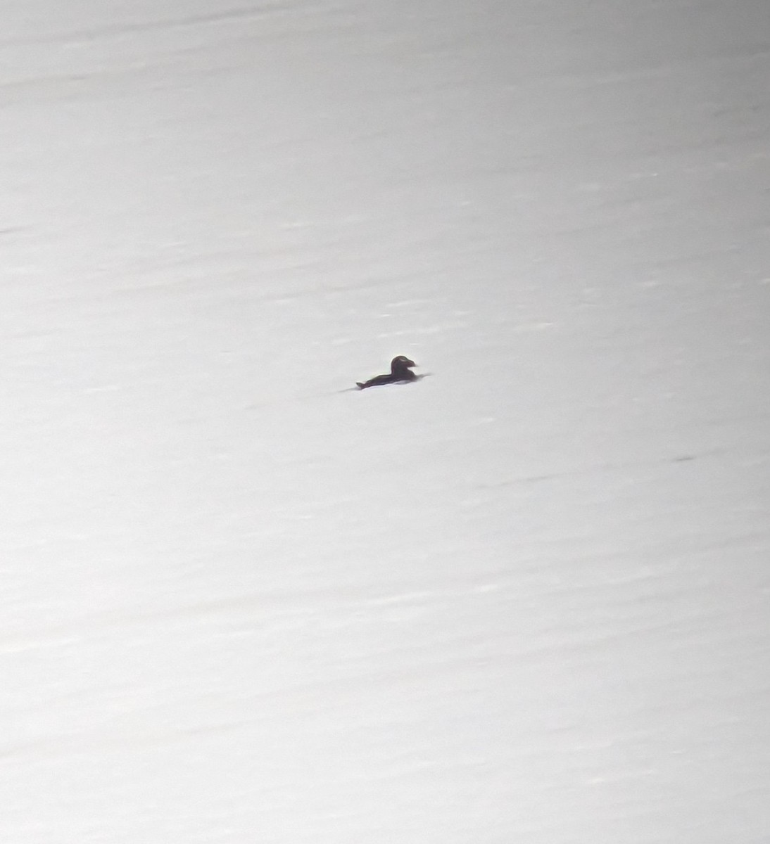 White-winged Scoter - ML642903008