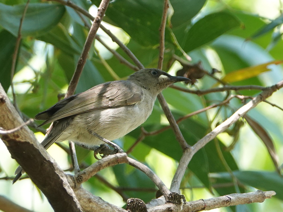 White-gaped Honeyeater - ML642903009