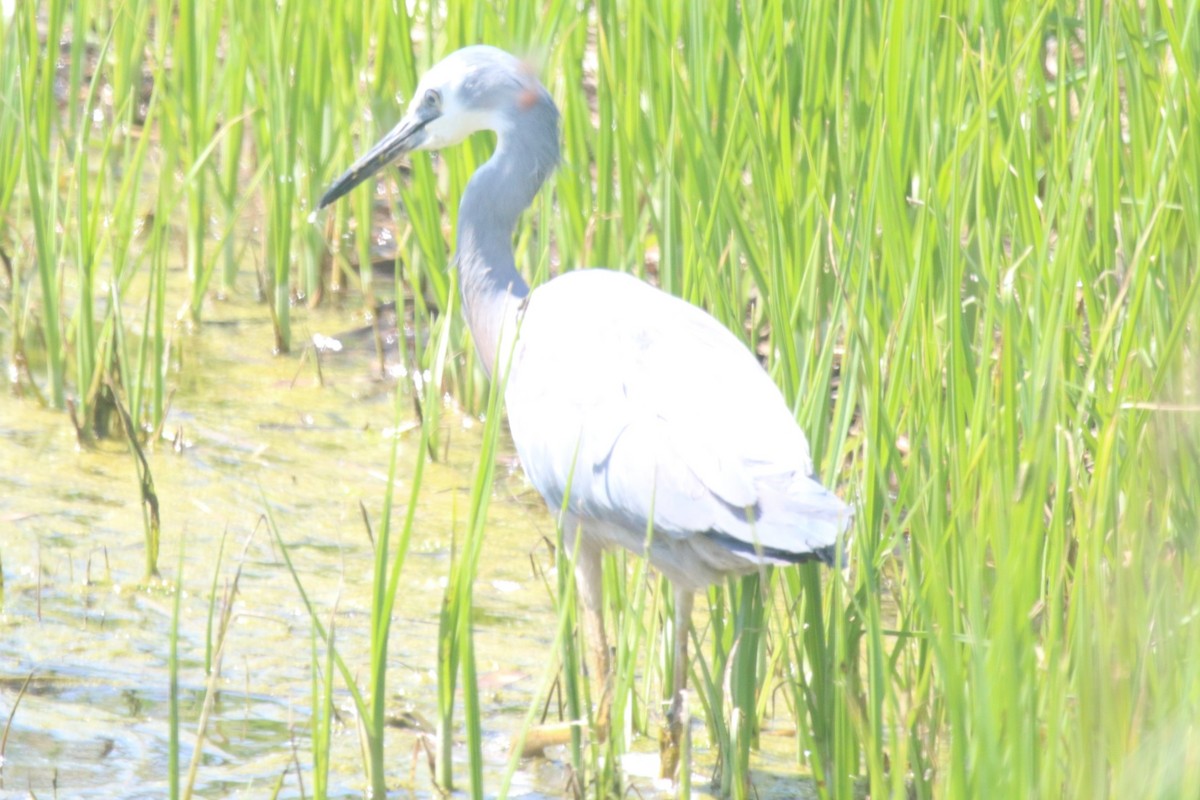 White-faced Heron - ML642903010