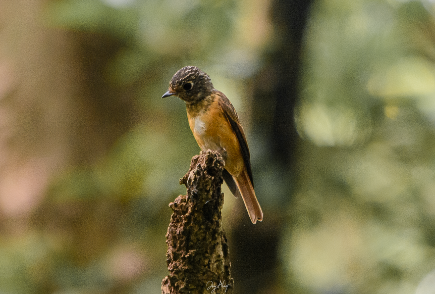 Ferruginous Flycatcher - ML642903013