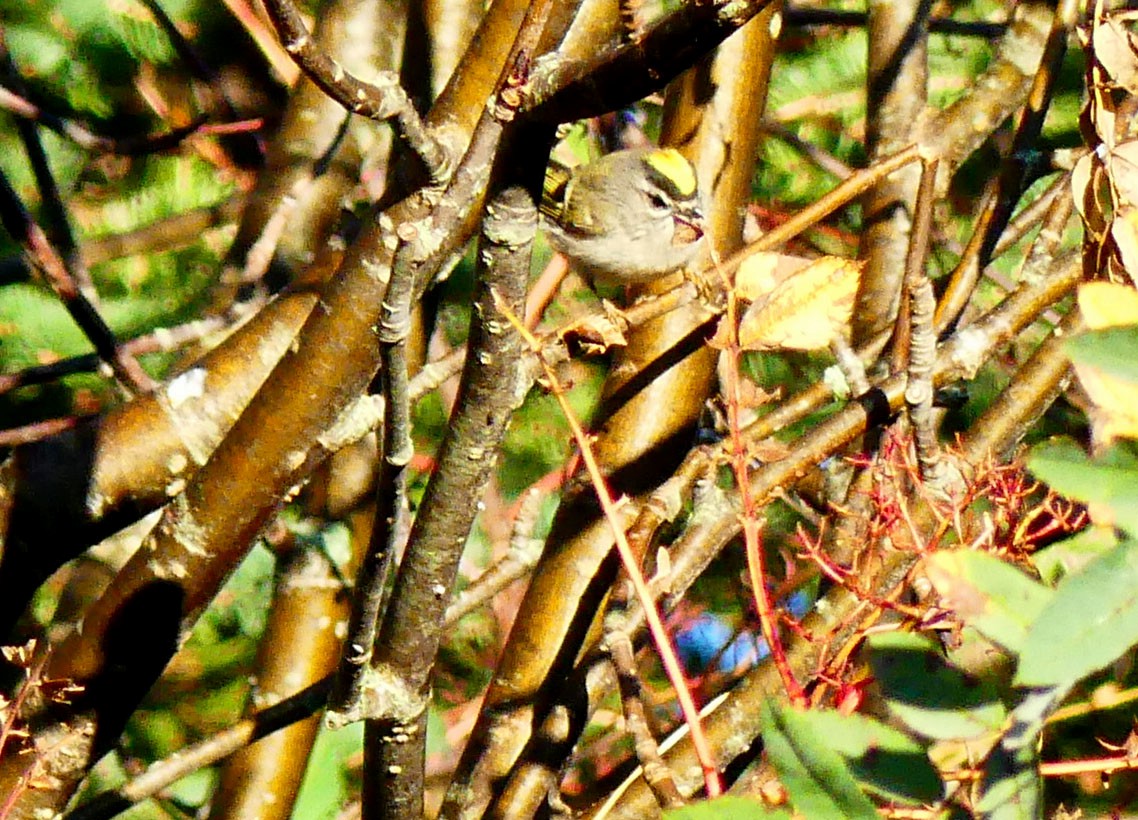 Golden-crowned Kinglet - ML642903014