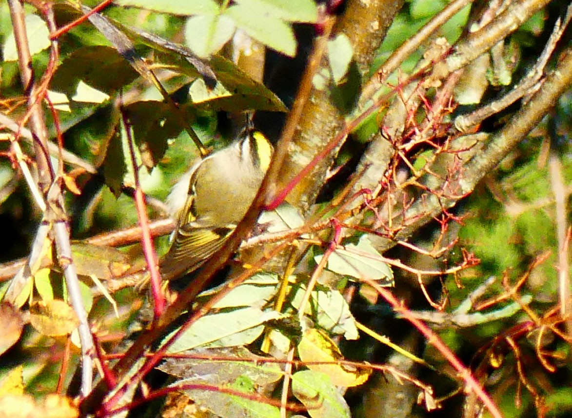 Golden-crowned Kinglet - ML642903015