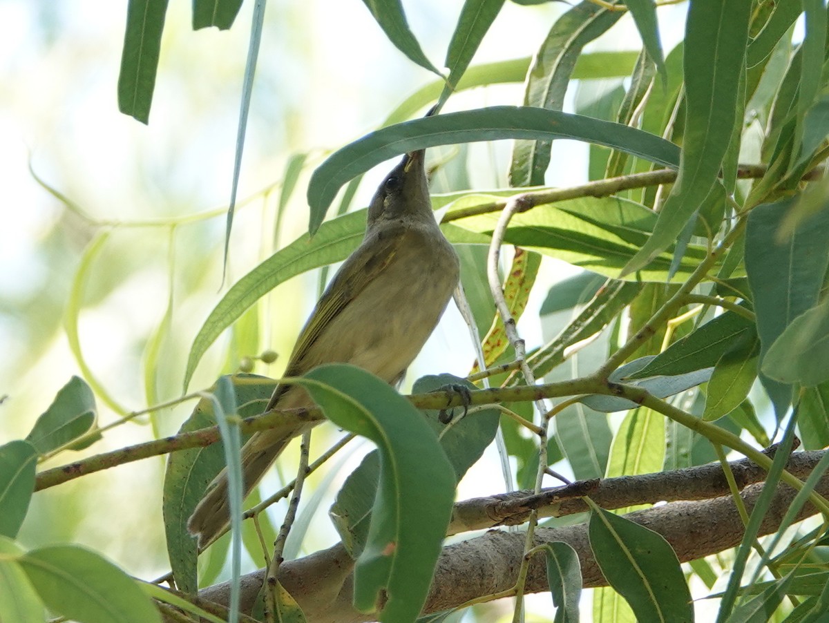 Brown Honeyeater - ML642903016