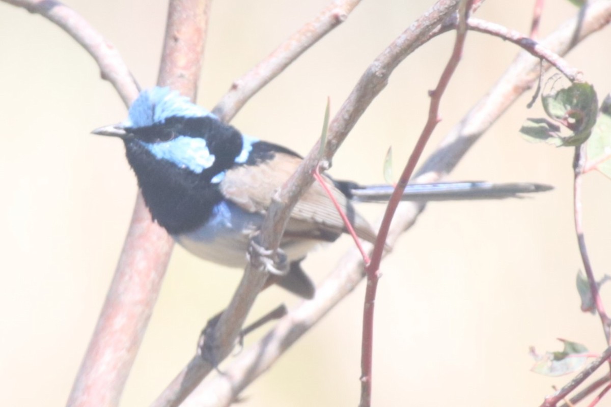 Superb Fairywren - ML642903017