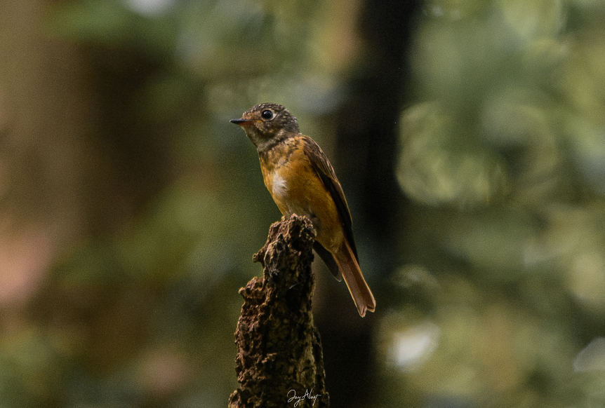 Ferruginous Flycatcher - ML642903018