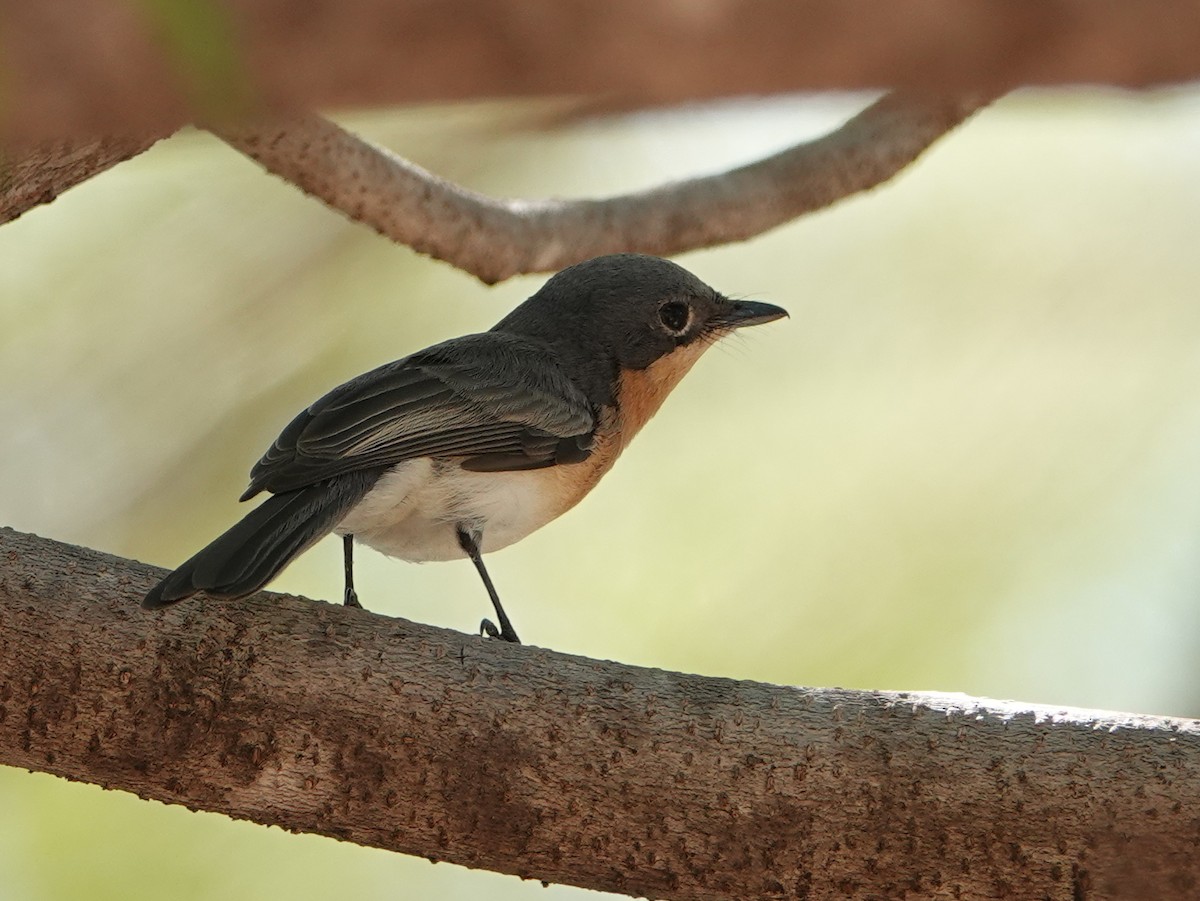 Broad-billed Flycatcher - ML642903019