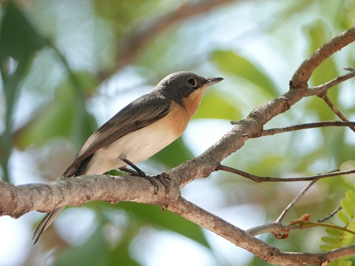 Broad-billed Flycatcher - ML642903021