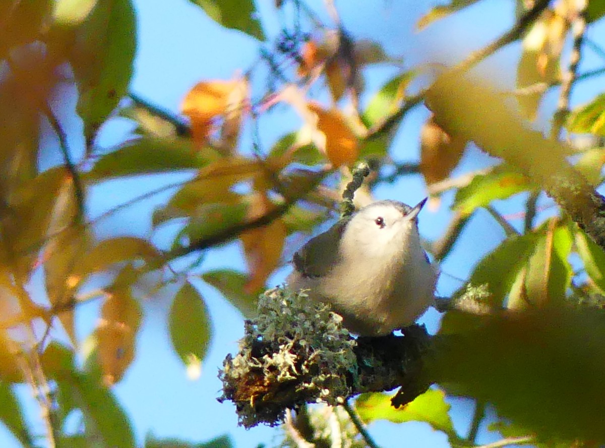 White-breasted Nuthatch - ML642903022