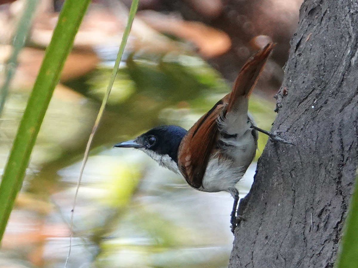Shining Flycatcher - ML642903023