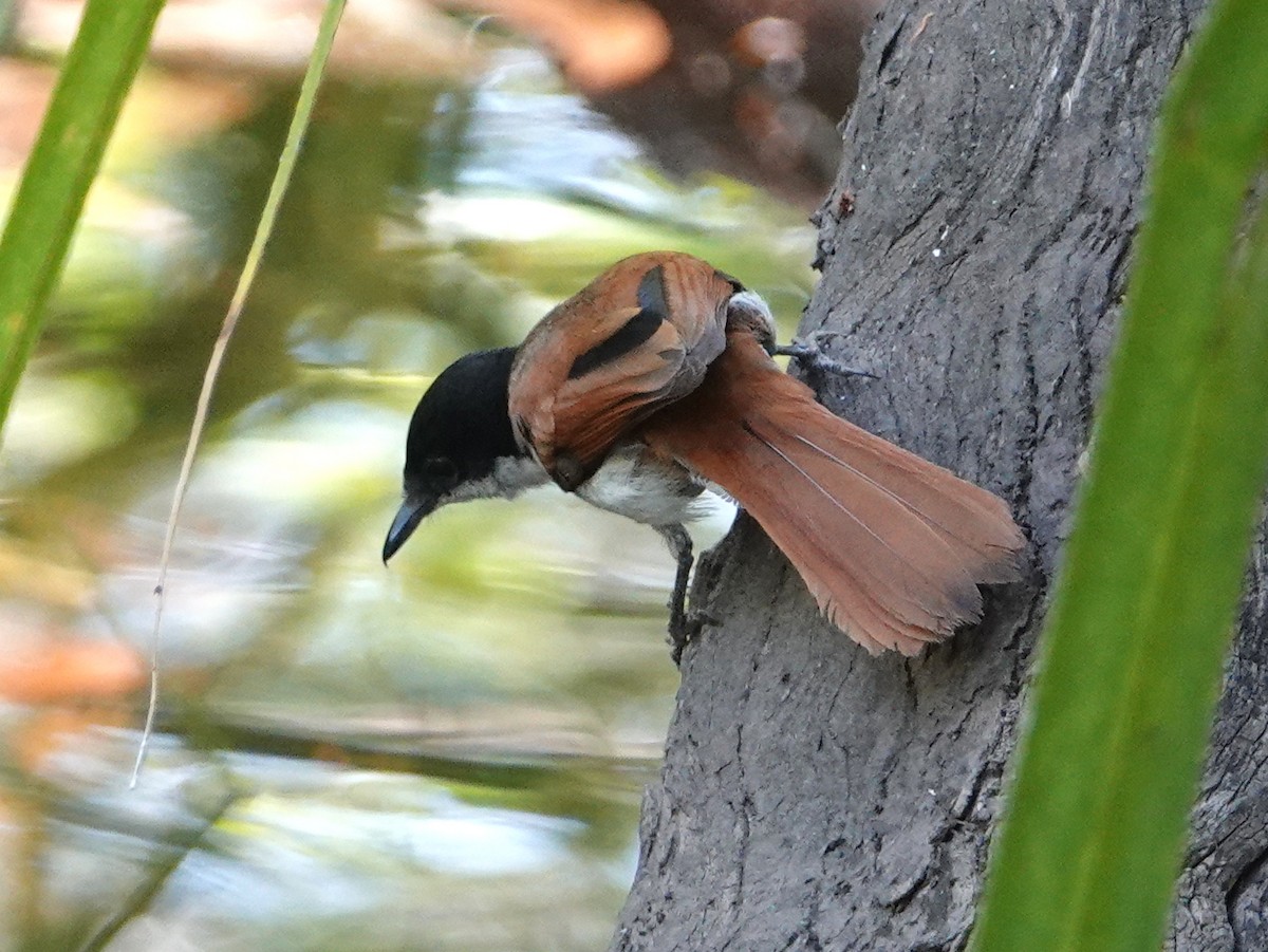 Shining Flycatcher - ML642903024