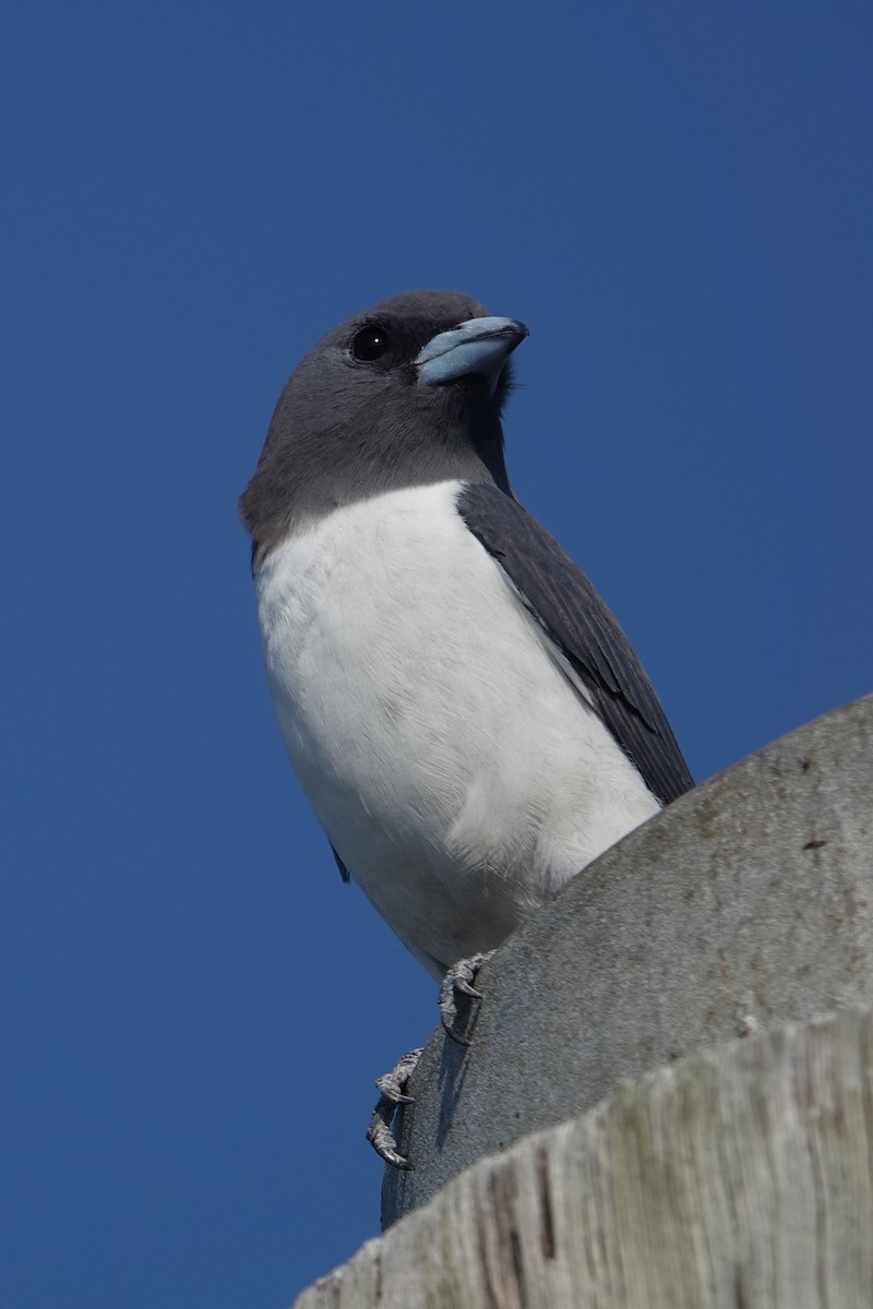 White-breasted Woodswallow - ML642903026