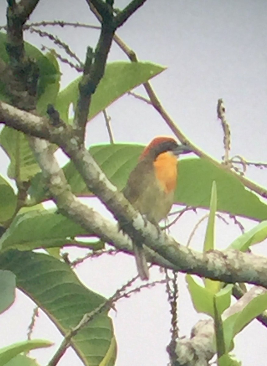 Scarlet-crowned Barbet - ML642903028