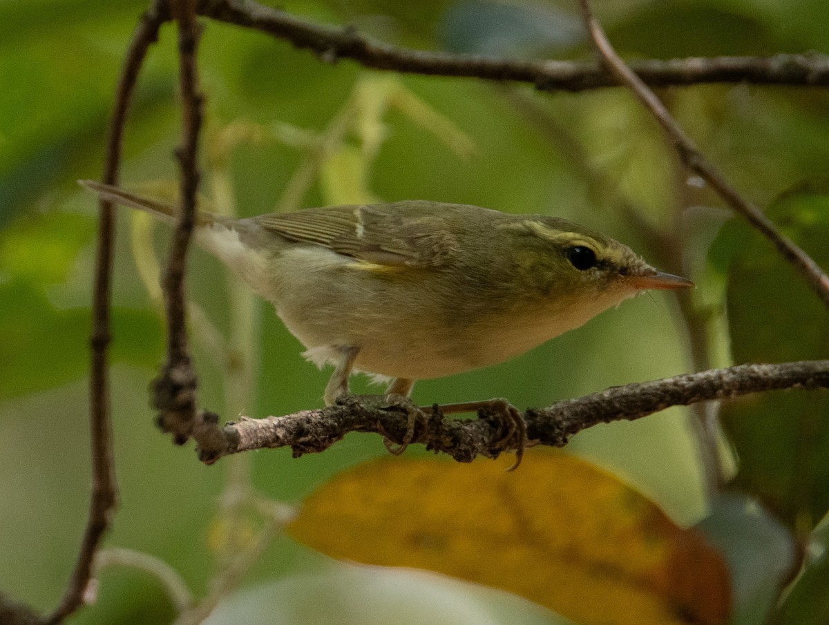 Green Warbler - ML642903030