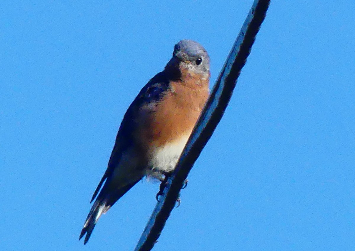Eastern Bluebird - ML642903053