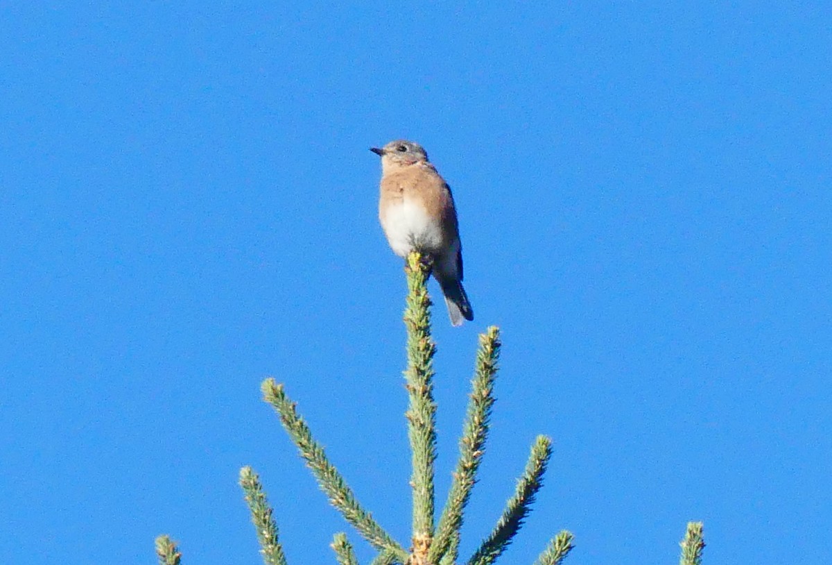 Eastern Bluebird - ML642903054