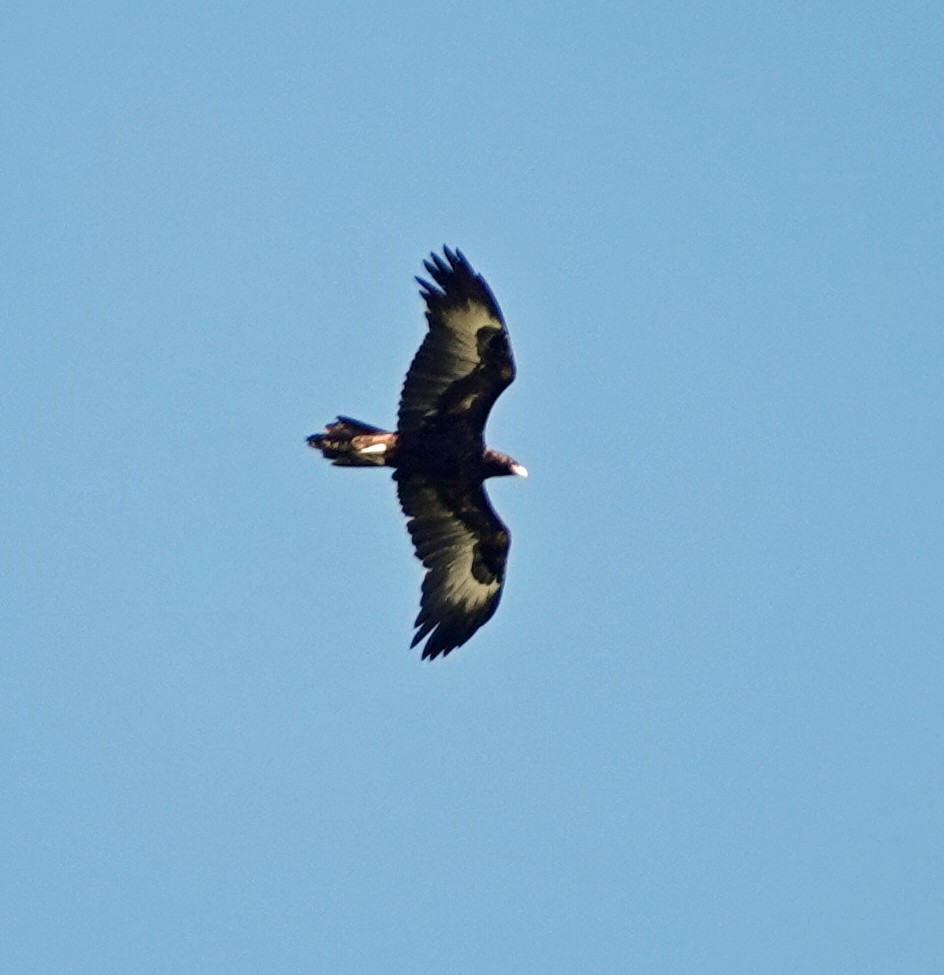 Wedge-tailed Eagle - ML642903059