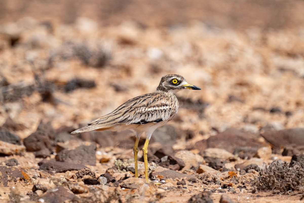 Eurasian Thick-knee - ML642903064