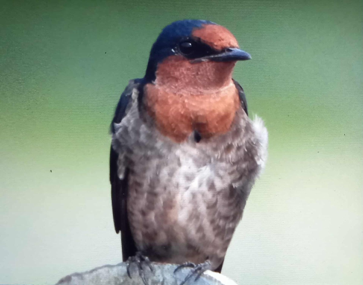 Pacific Swallow - ML642903065