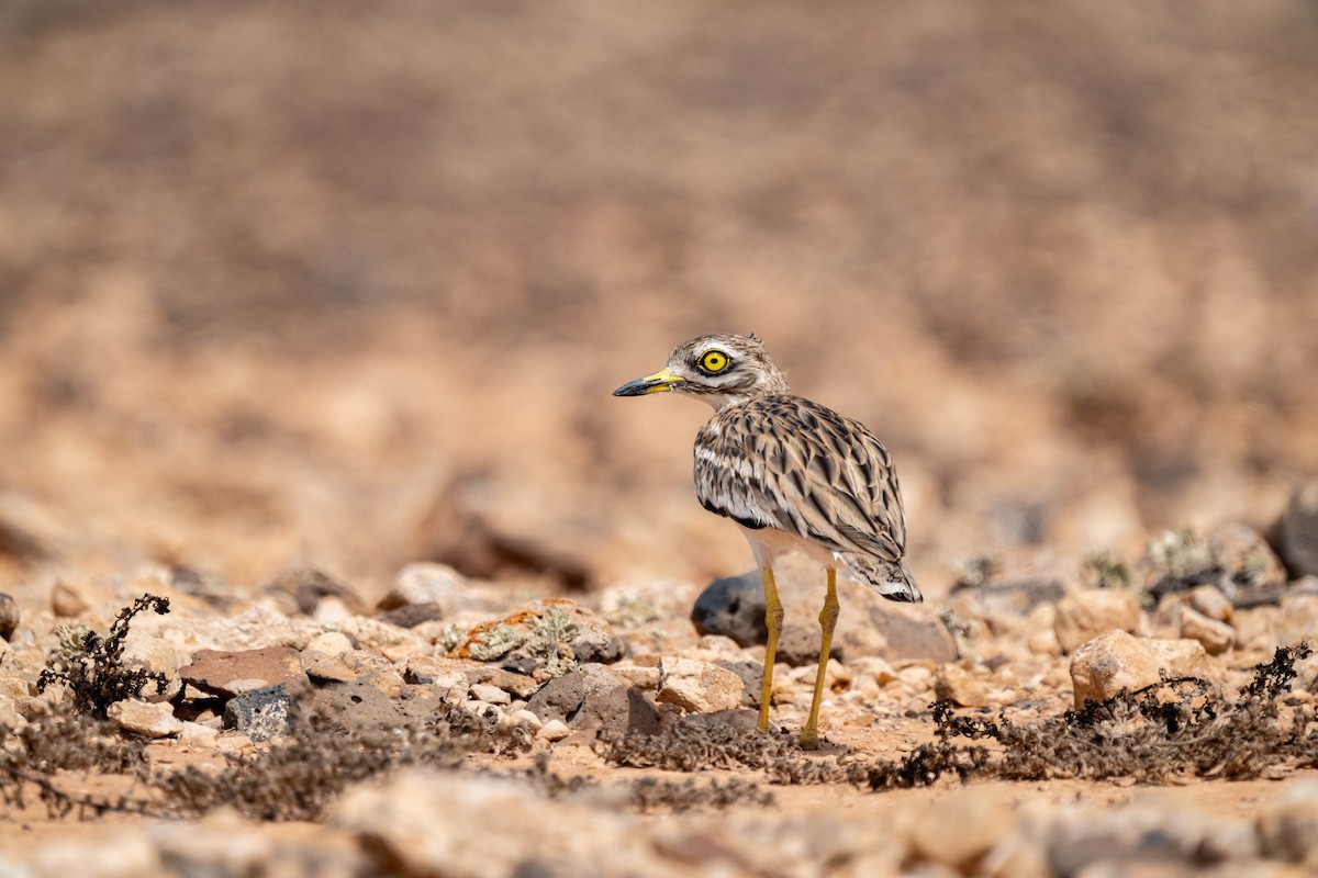 Eurasian Thick-knee - ML642903066