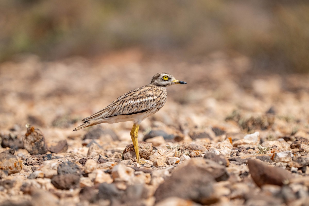Eurasian Thick-knee - ML642903067