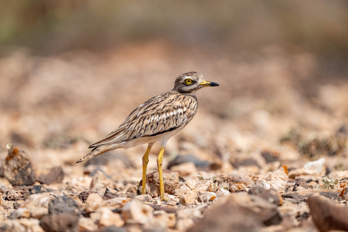 Eurasian Thick-knee - ML642903068
