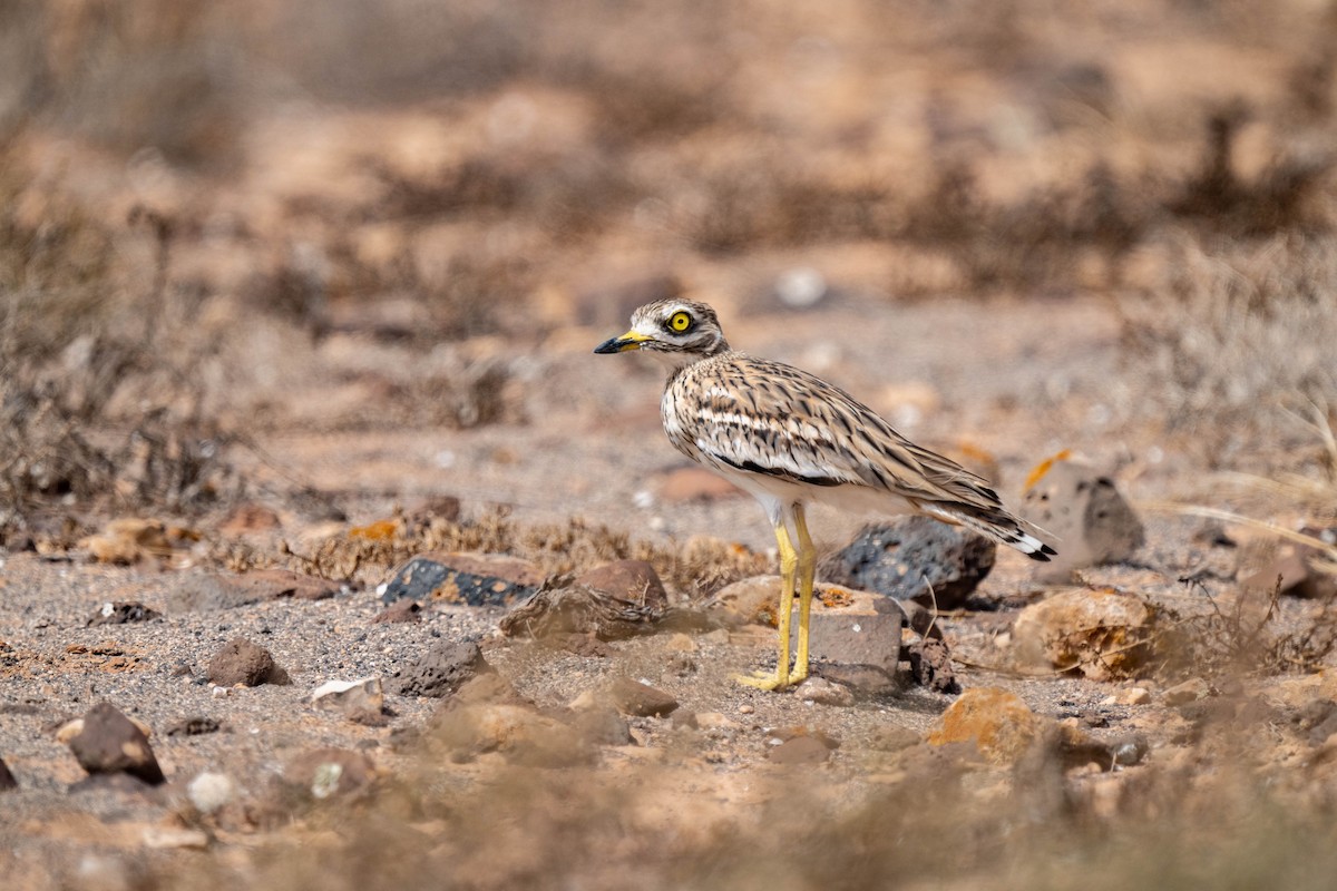 Eurasian Thick-knee - ML642903069