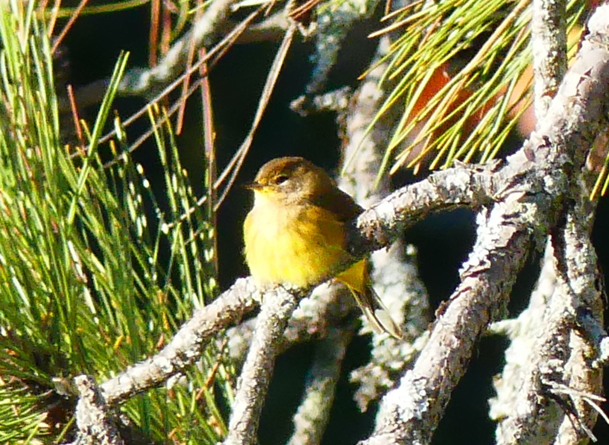 Palm Warbler - ML642903076