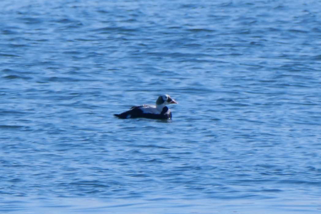 Spectacled Eider - ML642903077