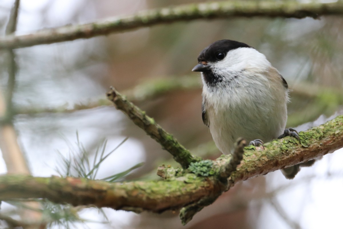 Willow Tit - ML642903081