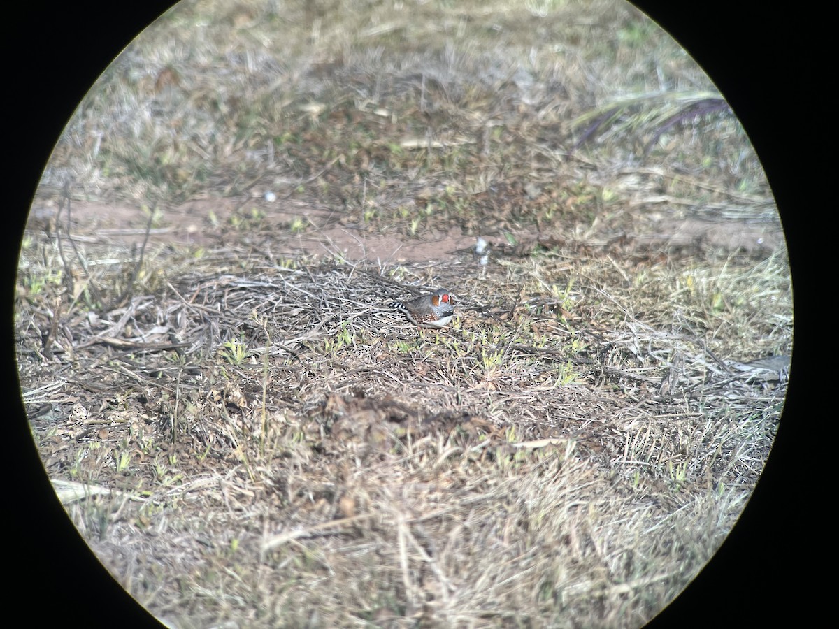 Zebra Finch - ML642903082