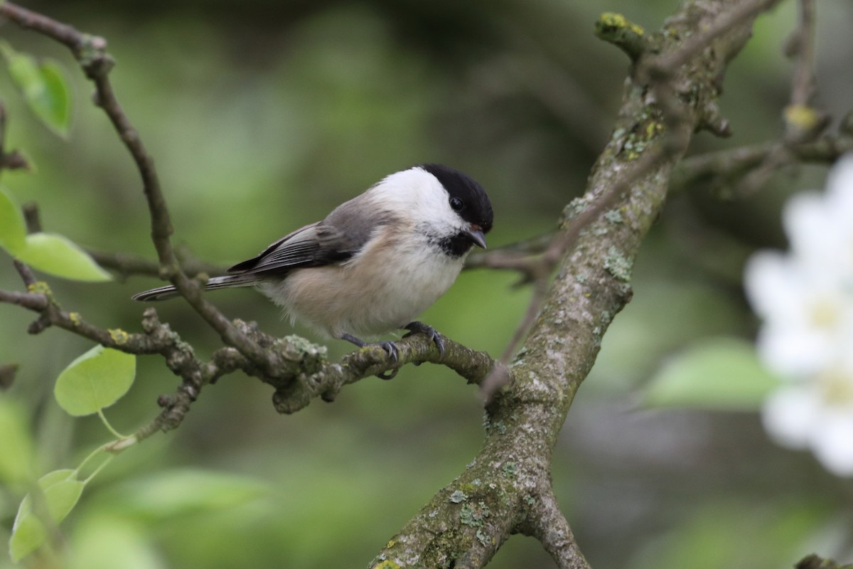 Willow Tit - ML642903083