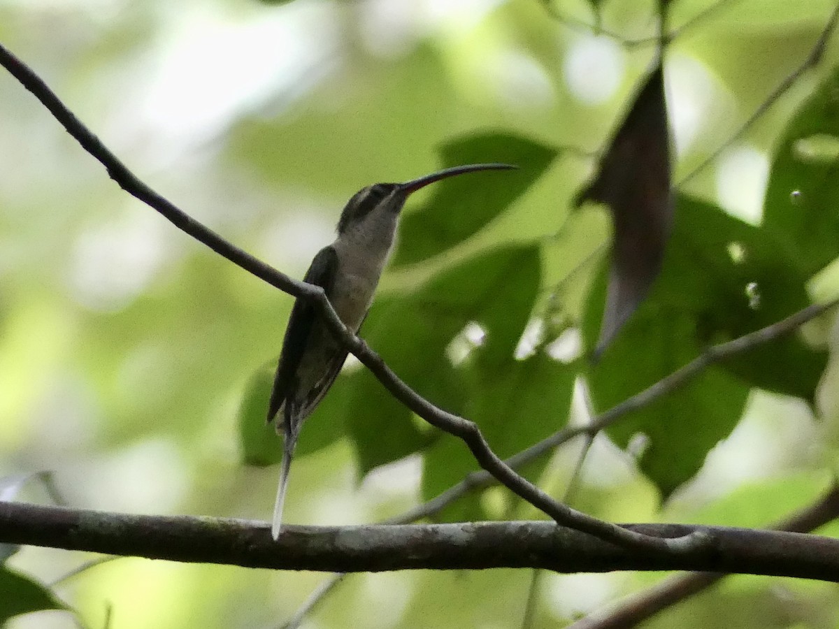Great-billed Hermit - ML642903085