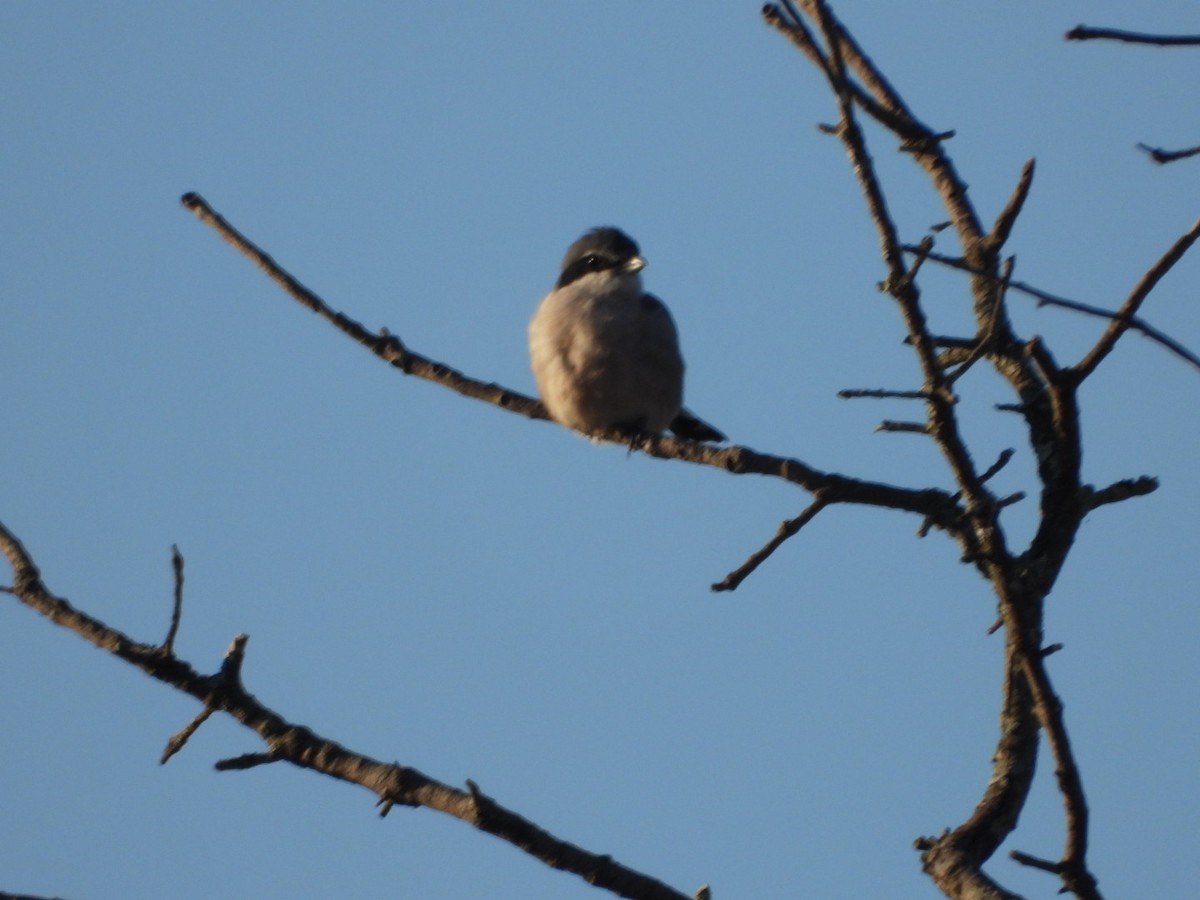 Iberian Gray Shrike - ML642903089