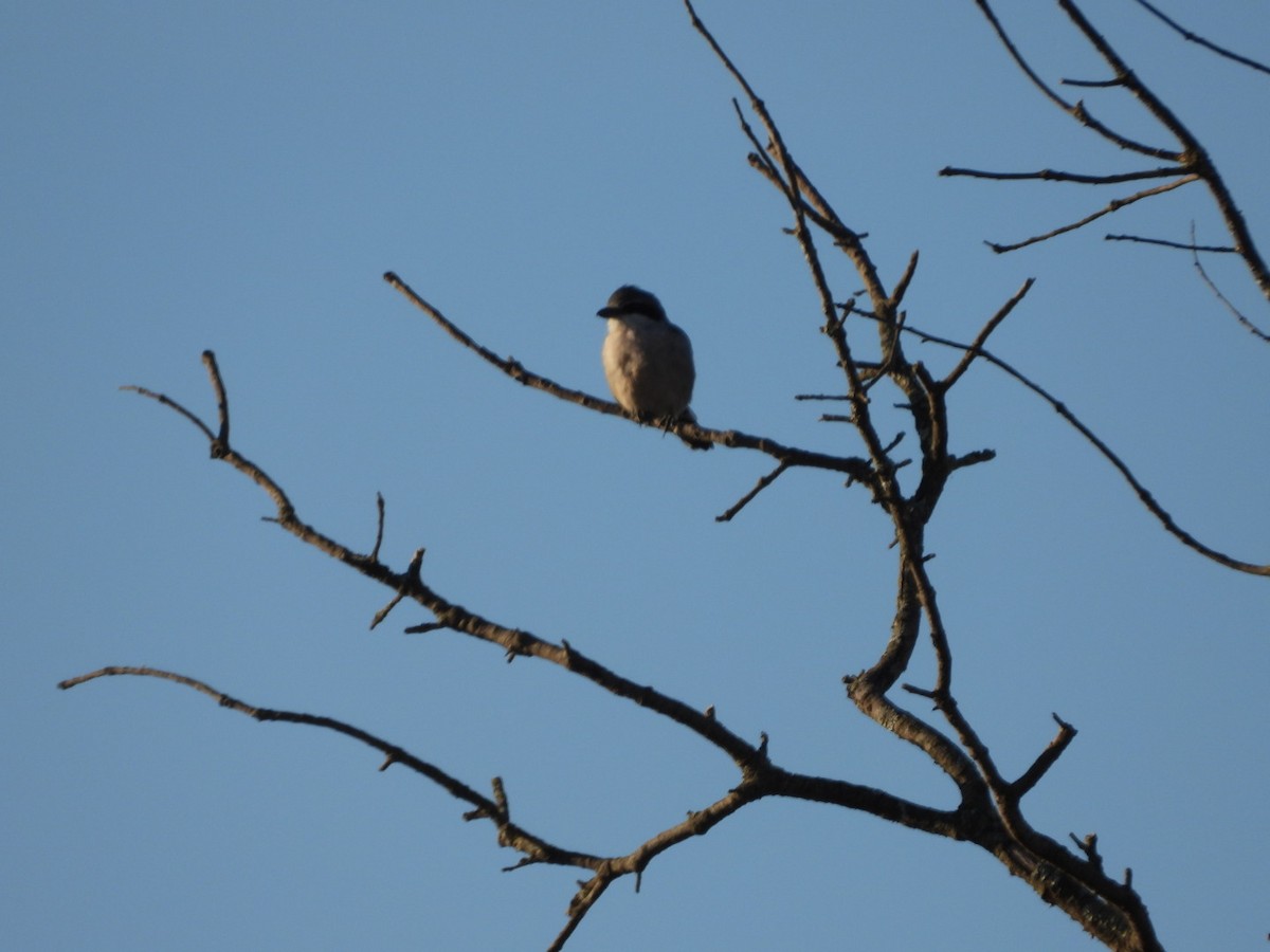 Iberian Gray Shrike - ML642903090