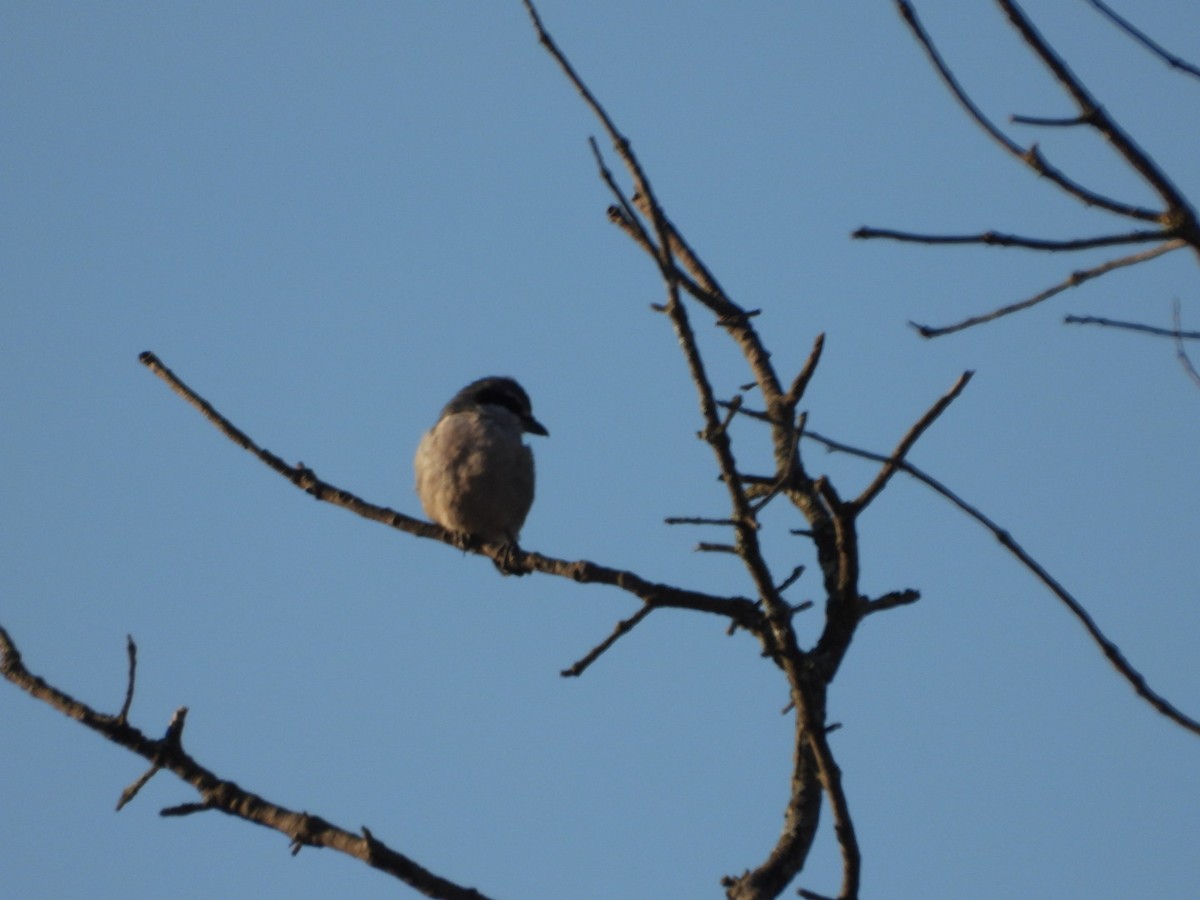 Iberian Gray Shrike - ML642903091