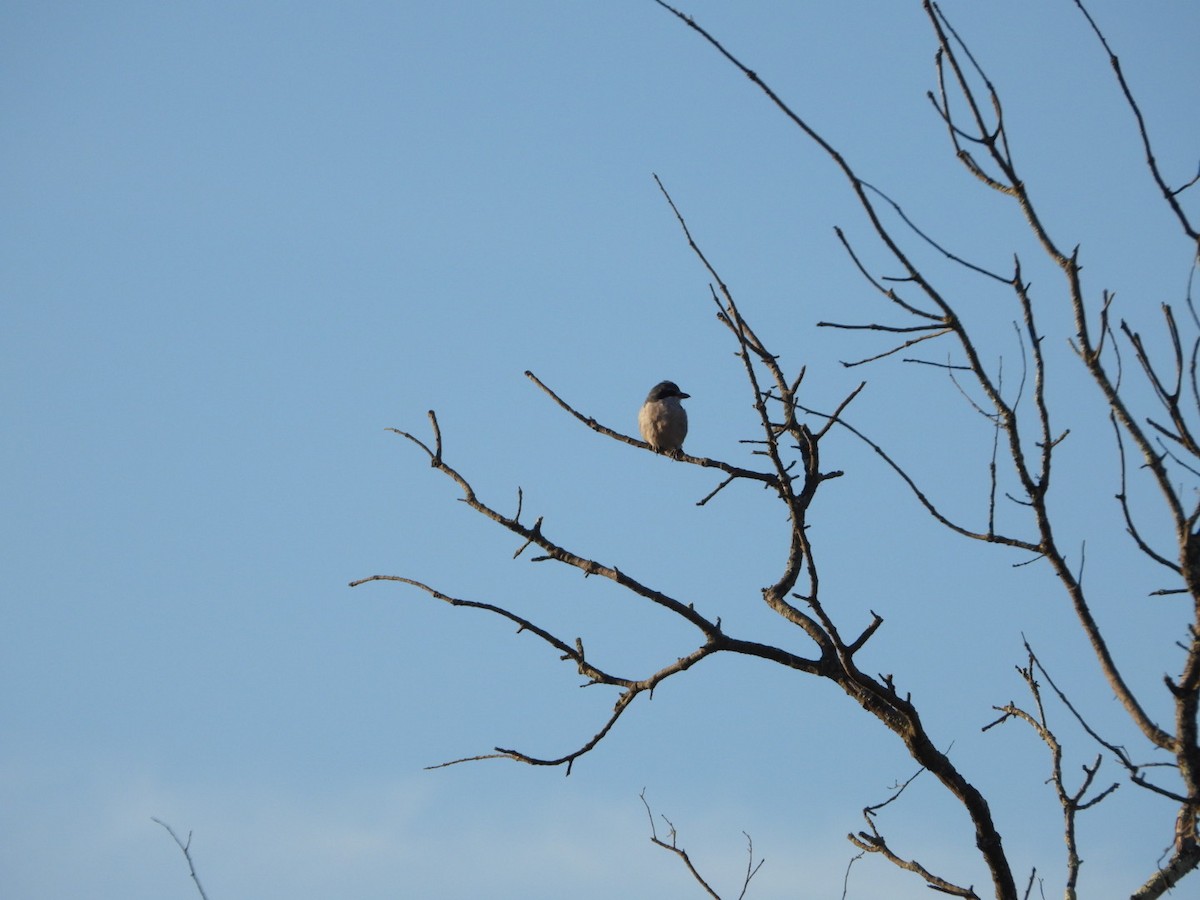 Iberian Gray Shrike - ML642903092