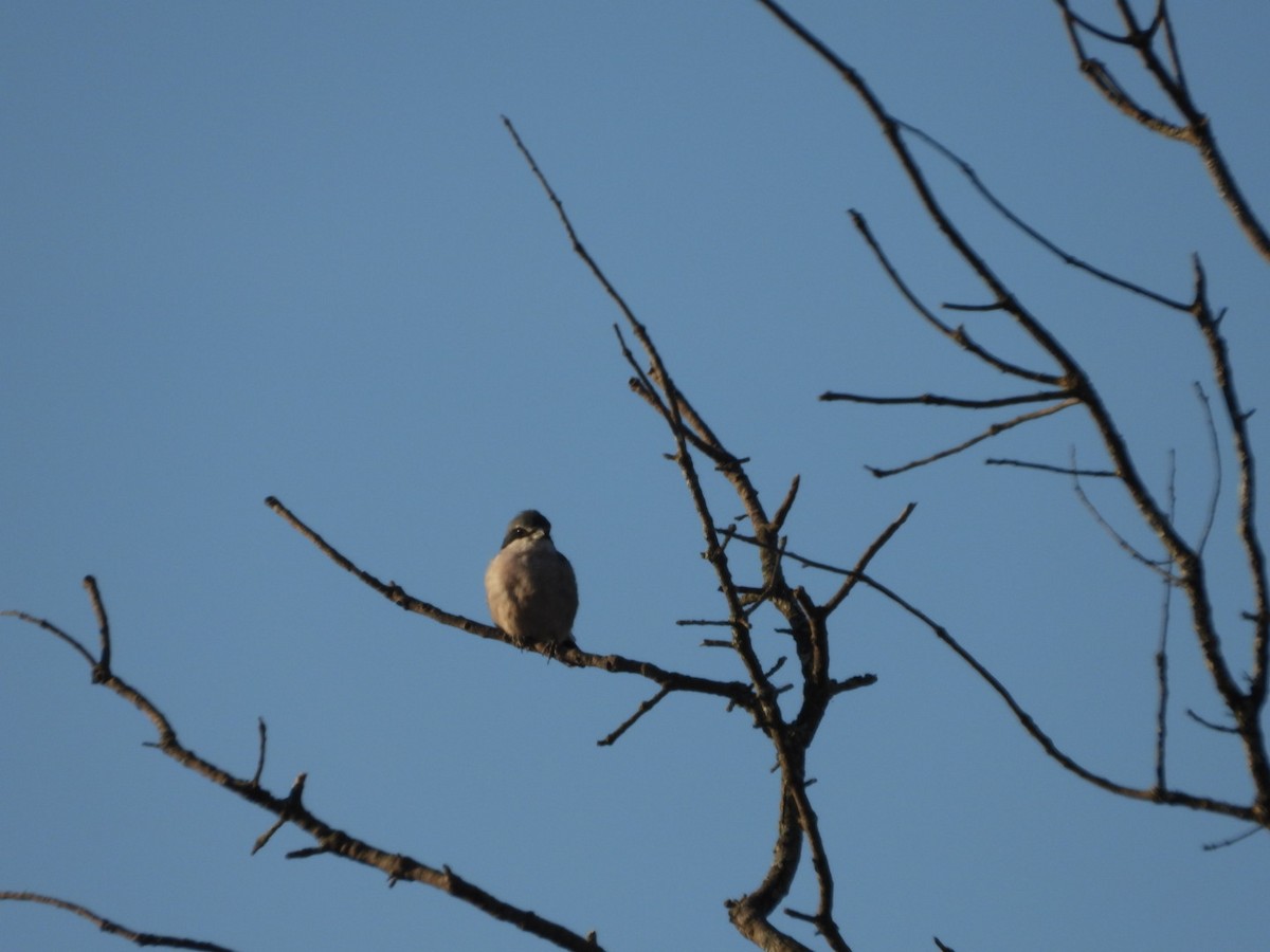 Iberian Gray Shrike - ML642903093