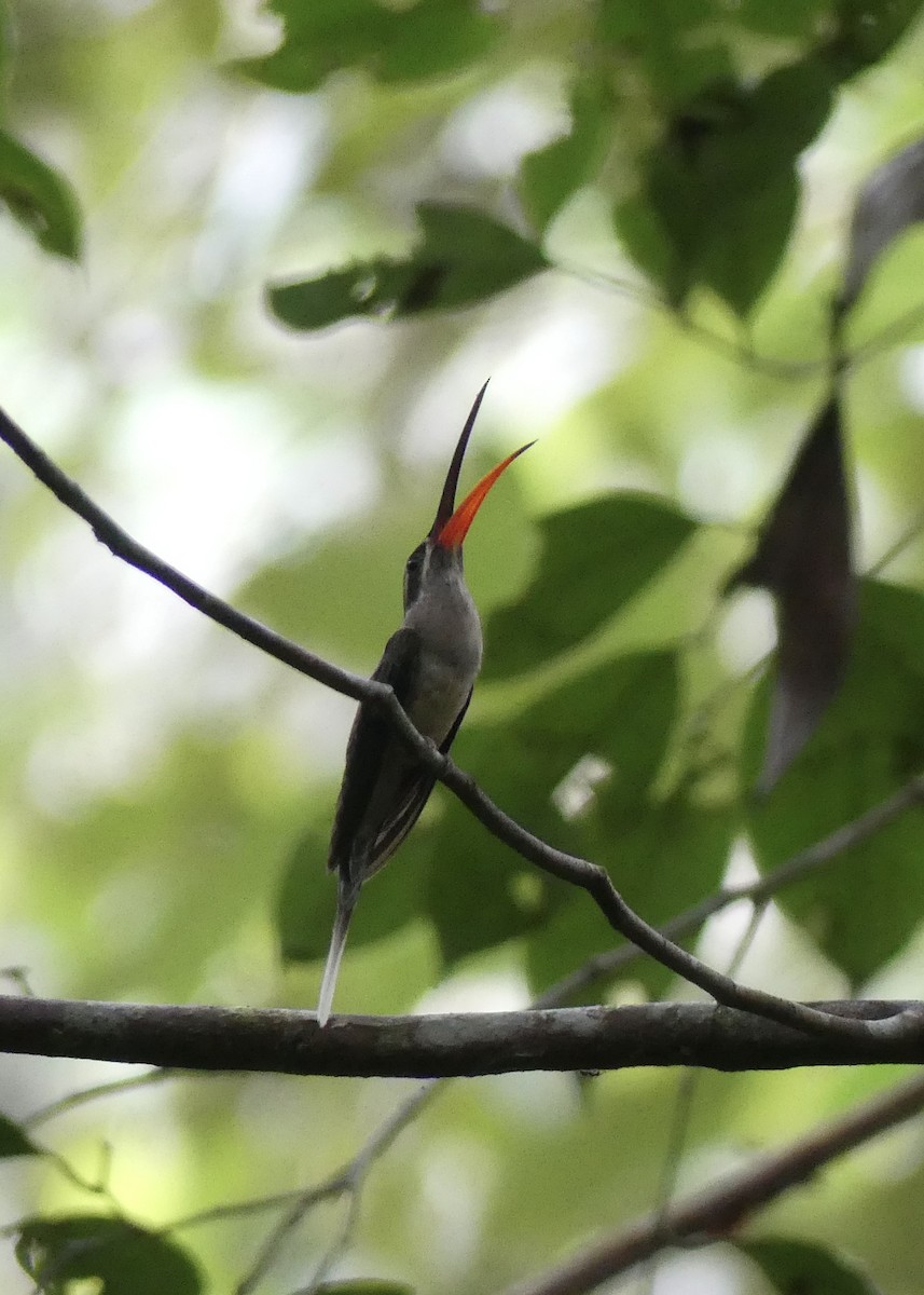 Great-billed Hermit - ML642903095